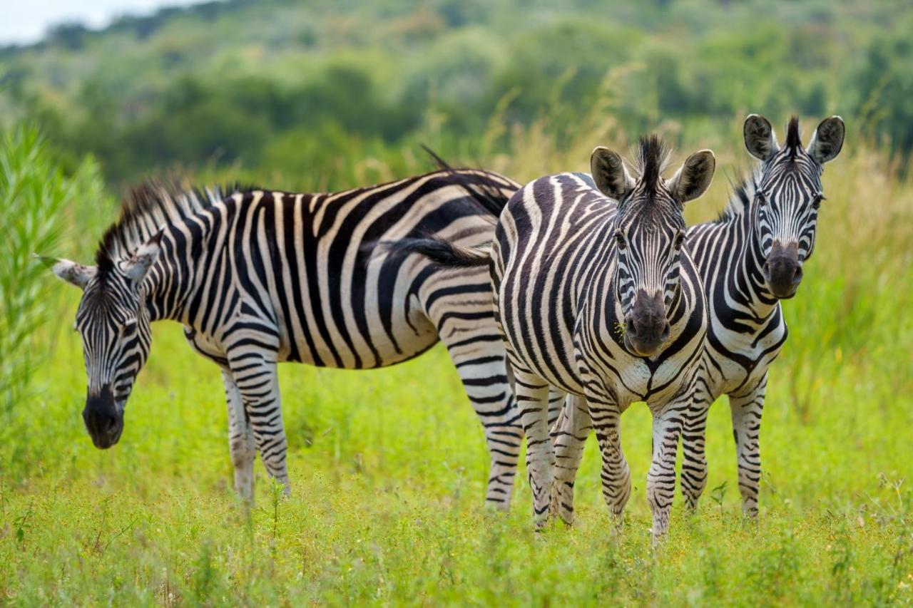 Zebras Crossing Villa Modimolle Dış mekan fotoğraf